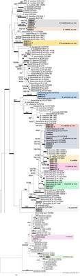 Geosmithia Species Associated With Bark Beetles From China, With the Description of Nine New Species